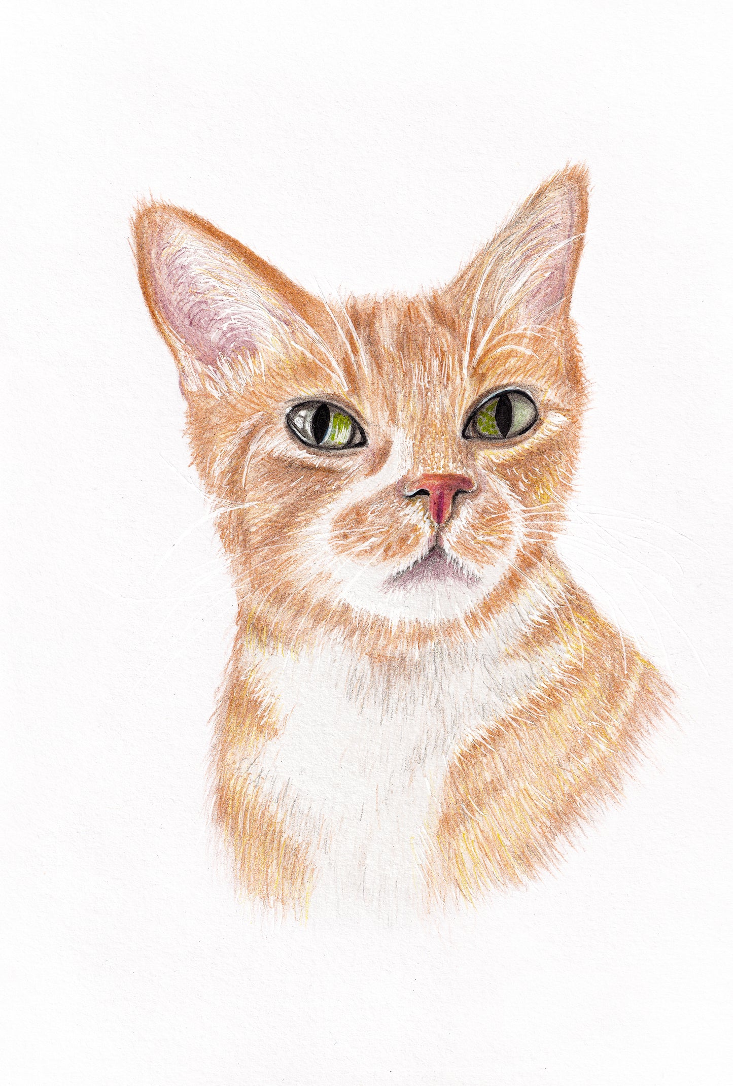 Custom Pet Portrait | A5
