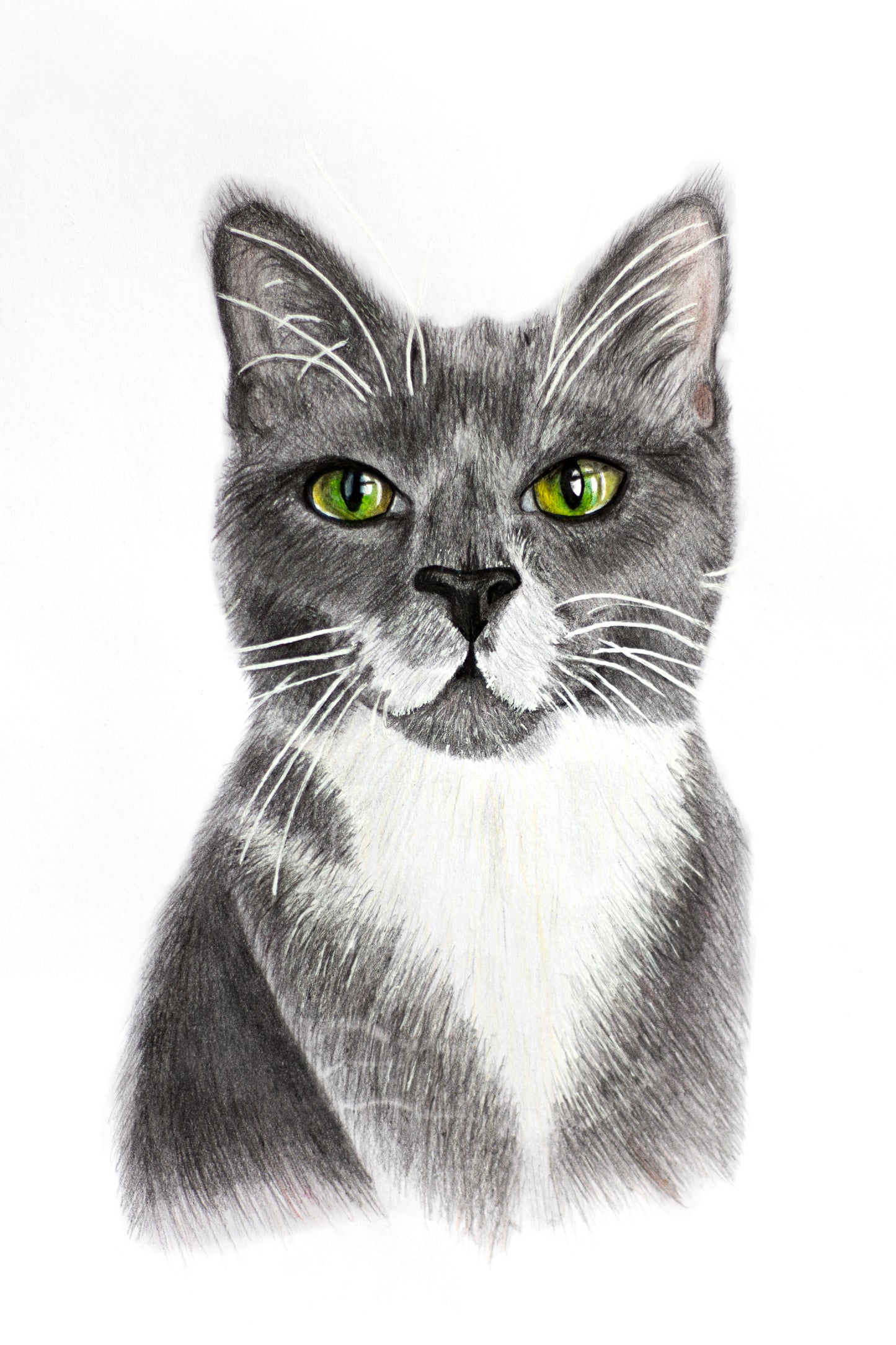 Custom Pet Portrait | A4